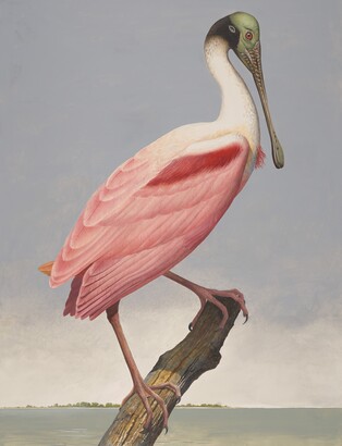 Roseate Spoonbill, ca. 1981–85