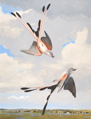 Scissor-tailed Flycatcher