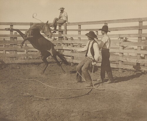 Erwin E. Smith (1886–1947), Claud Jefferies working with a bronc in a corral on the Matador Land and Cattle Company, ca. 1936, Gelatin silver print