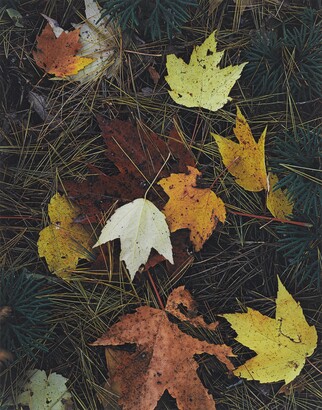 Eliot Porter (1901–1990), Maple Leaves and Pine Needles, Tamworth, New Hampshire, October 3, 1956, 1956, Dye imbibition print