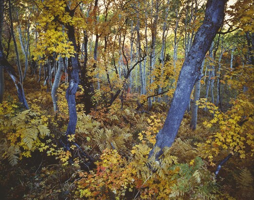 Robert Glenn Ketchum (b. 1947), Cosmic Trees, 1988, Dye destruction print