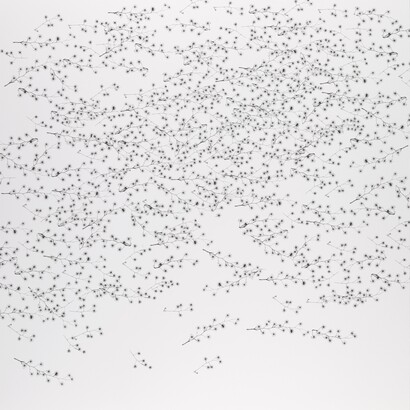 Dornith Doherty (b. 1957), Pycnantha, 2015, Inkjet print