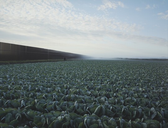 Richard Misrach (b. 1949), Cabbage Crop and Wall, Brownsville, Texas, 2015, Inkjet print
