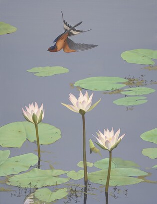 Stuart Gentling (1942–2006), Scott Gentling (1942–2011), Barn Swallow, Feb. 1984