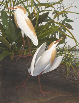 Scott Gentling (1942–2011), Stuart Gentling (1942–2006), Cattle Egret, Sep. 5, 1984