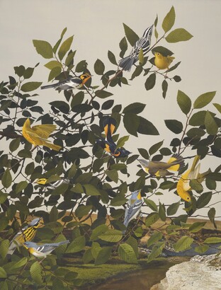 Stuart Gentling (1942–2006), Scott Gentling (1942–2011), Six Migrant Warbler Species and the Golden Chick Warbler, 1985