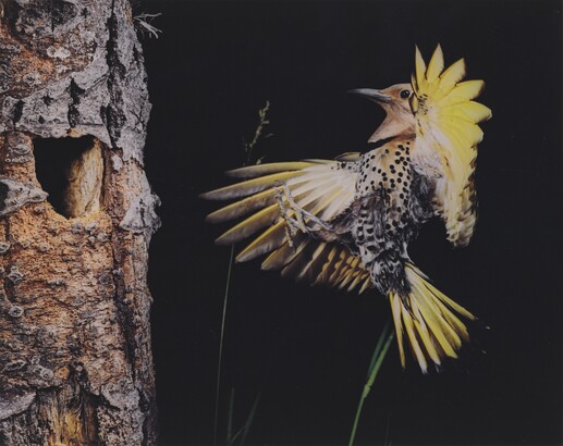 Eliot Porter (1901–1990), Eastern Flicker, Seney, Michigan, June 28, 1973