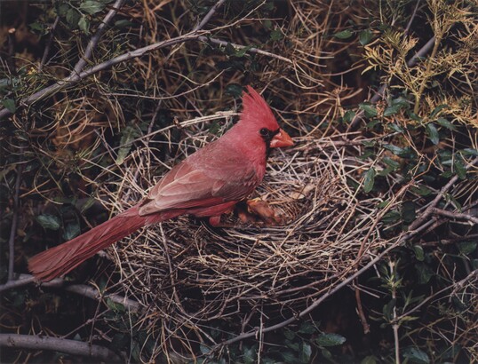 Eliot Porter (1901–1990), (Arizona) Northern Cardinal, Male, X-9 Ranch, Arizona, May 5-6, 1952