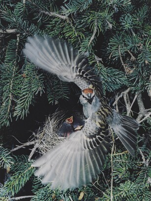 Eliot Porter (1901–1990), Chipping Sparrow, Great Spruce Head Island, Maine, June 19, 1971