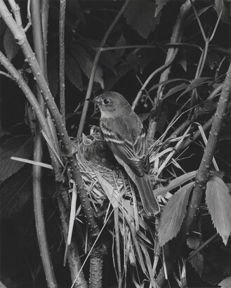 Eliot Porter (1901–1990), Alder Flycatcher, Great Spruce Head Island, Maine, July 15, 1939