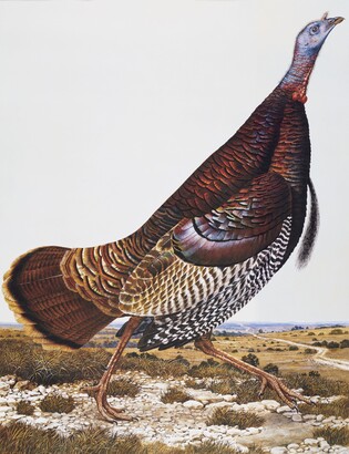 Scott Gentling (1942–2011), Wild Turkey, March 29, 1982