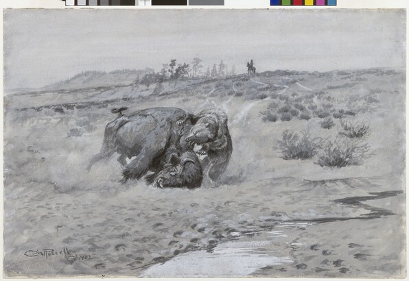 Battle Buffalo and Grizzly | Amon Carter of American Art