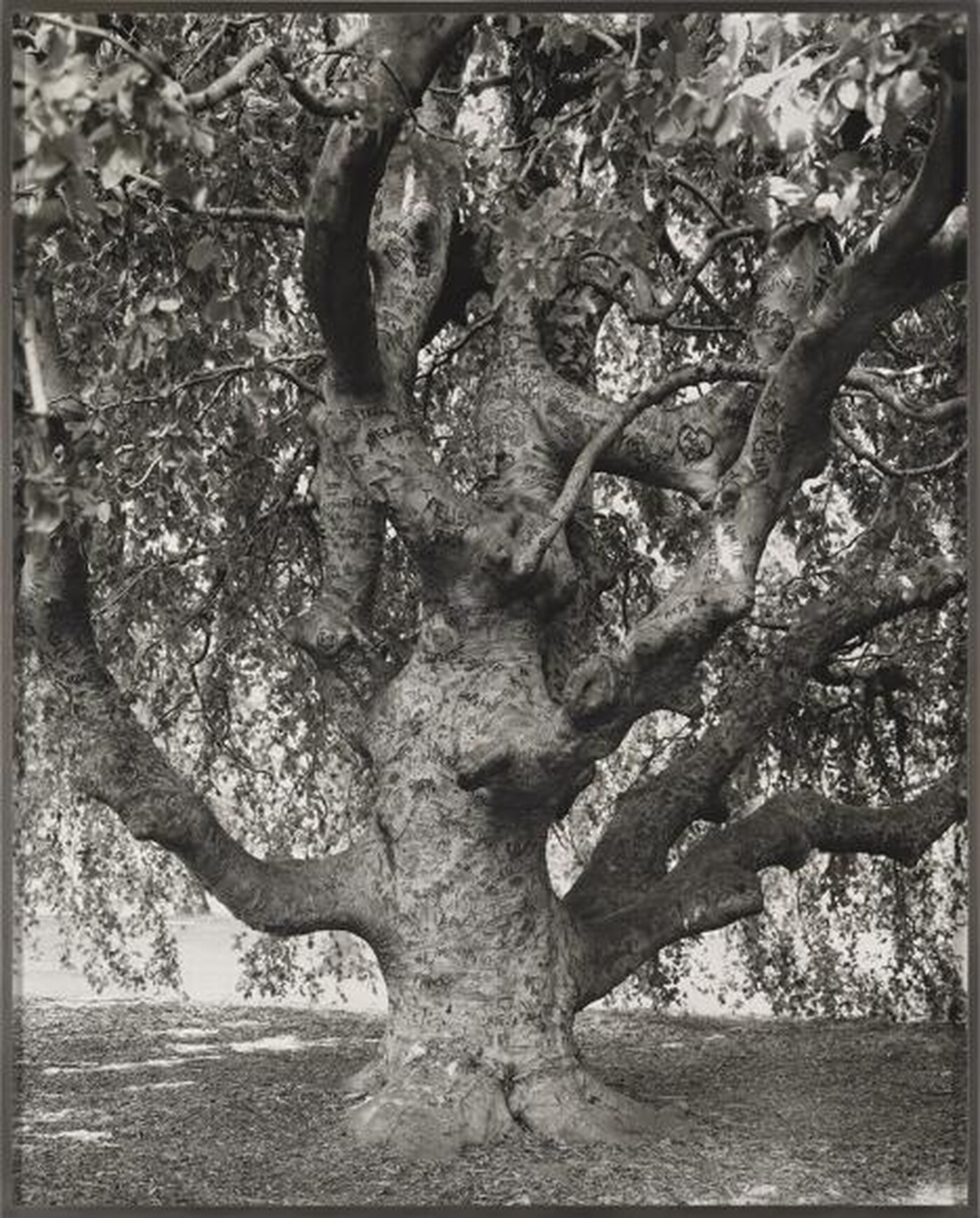 A weeping beech tree.