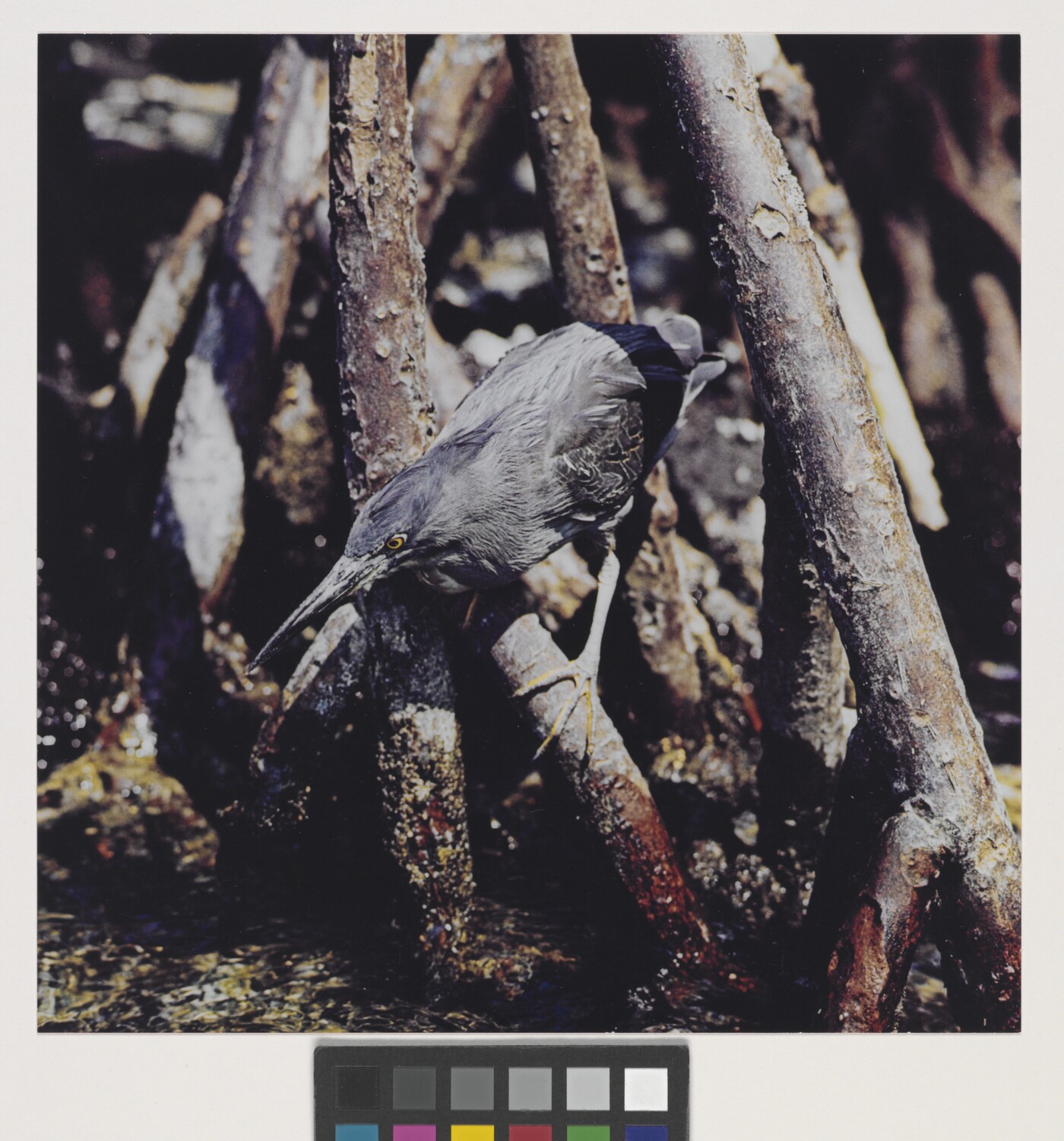 Juvenile Green Heron, Academy Bay, Santa Cruz Island ...