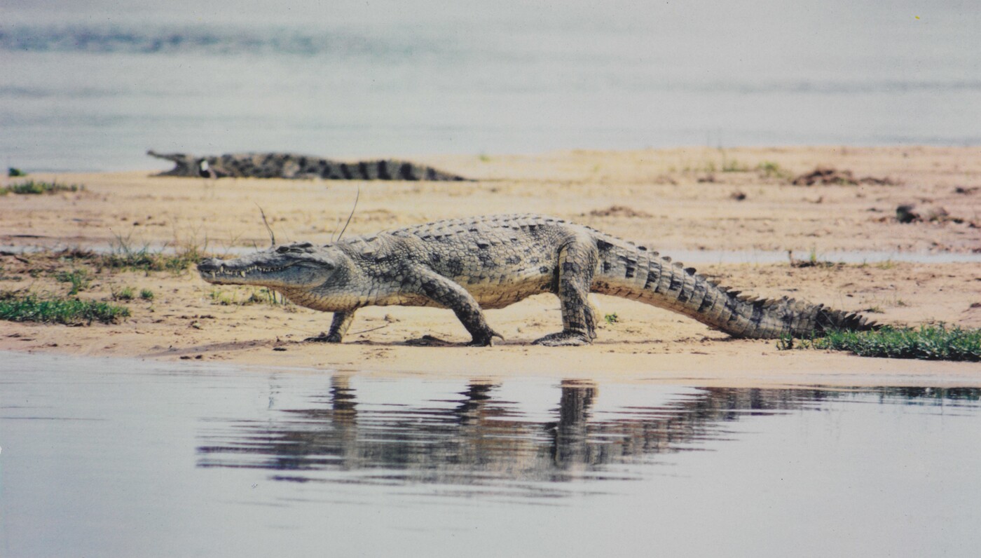 Crocodiles in Nile River, Murchison Park, Uganda, Africa, 1970 Amon Carter Museum of American Art