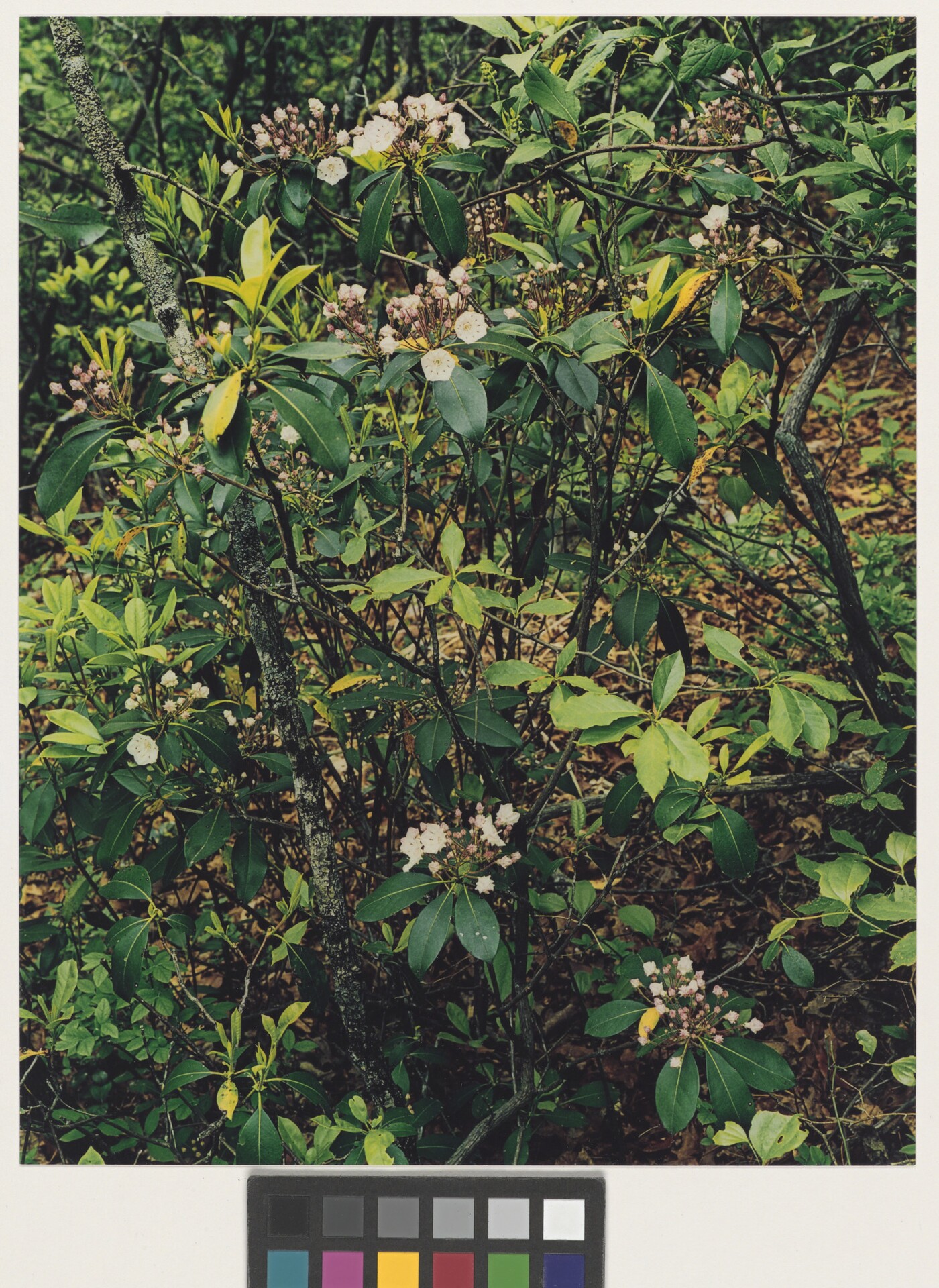 Mountain Laurel, Laurel Falls Trail, Great Smoky Mountains National