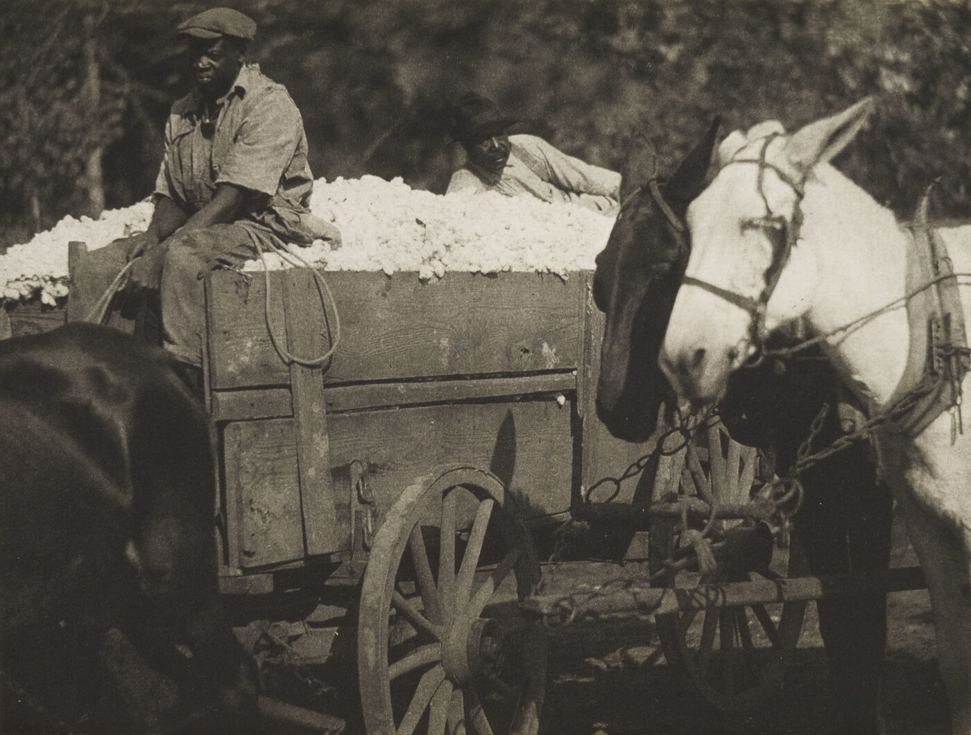 [Mule-drawn wagons filled with cotton] | Amon Carter Museum of American Art