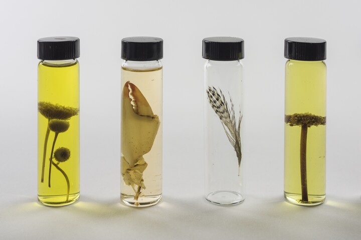 Various specimens collected by Mark Dion in Galveston, Texas, March 2018