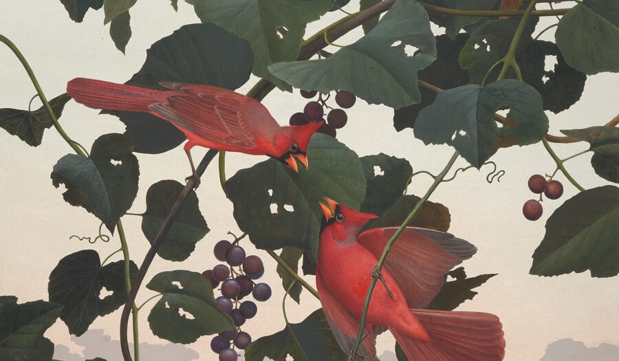 Cardinal, 1985