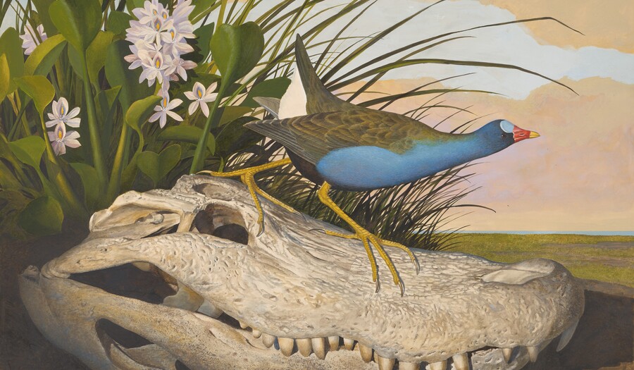 Purple Gallinule, 1982–1985