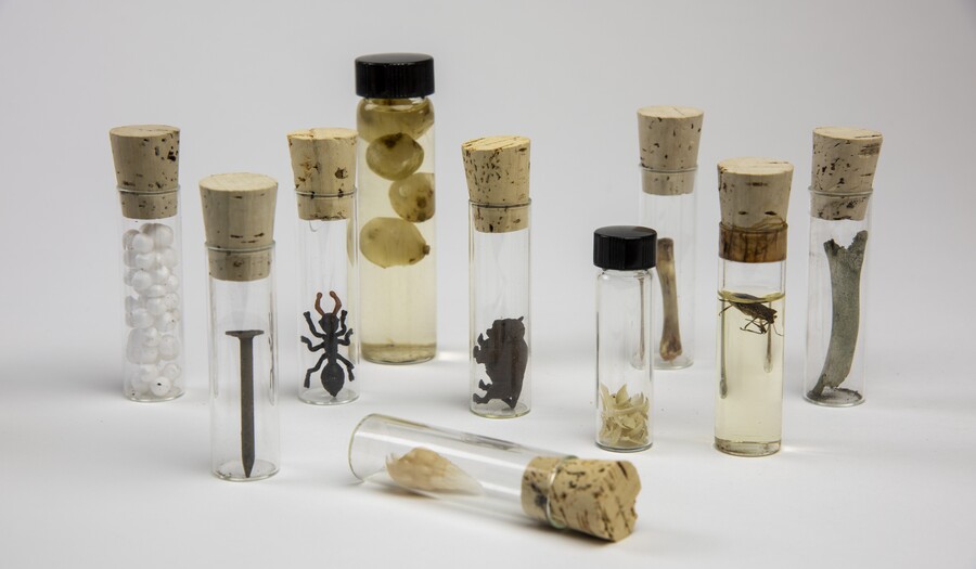 Photograph of 7 corked glass vials with specimens in them
