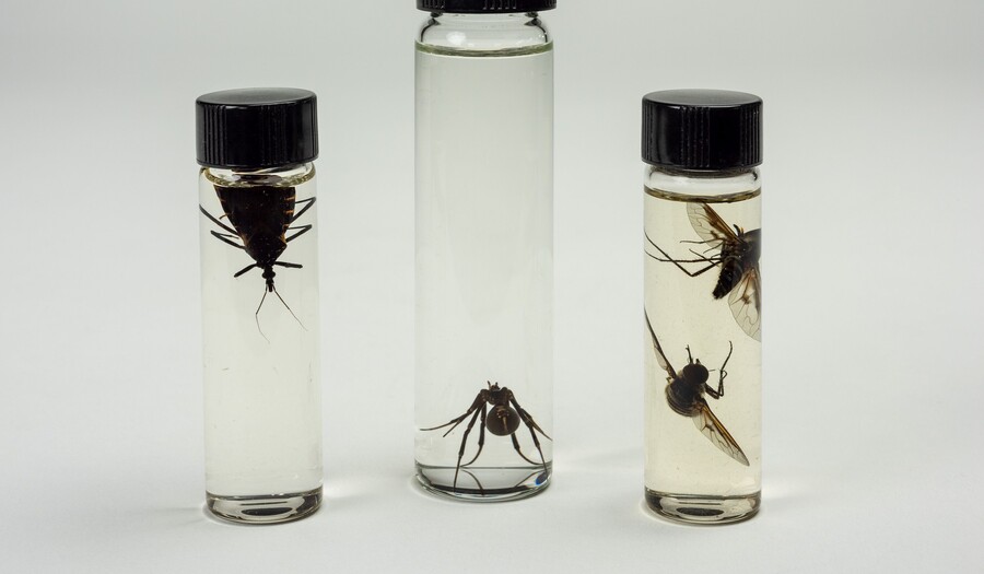Three vials with insects in them, suspended in liquid