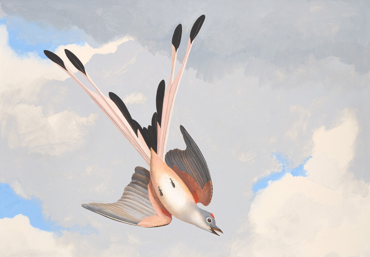 Scissor-tailed Flycatcher