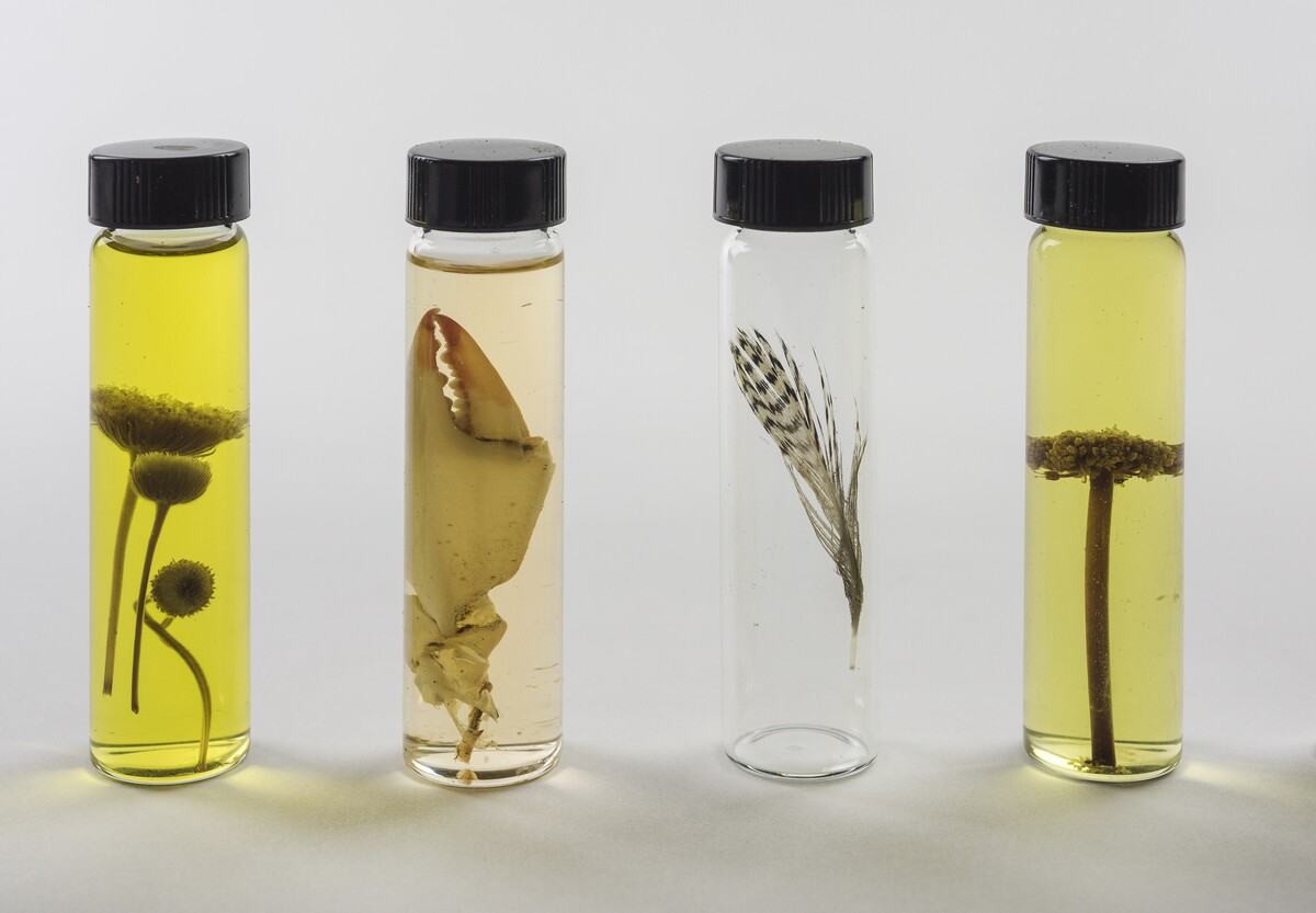 Various specimens collected by Mark Dion in Galveston, Texas, March 2018