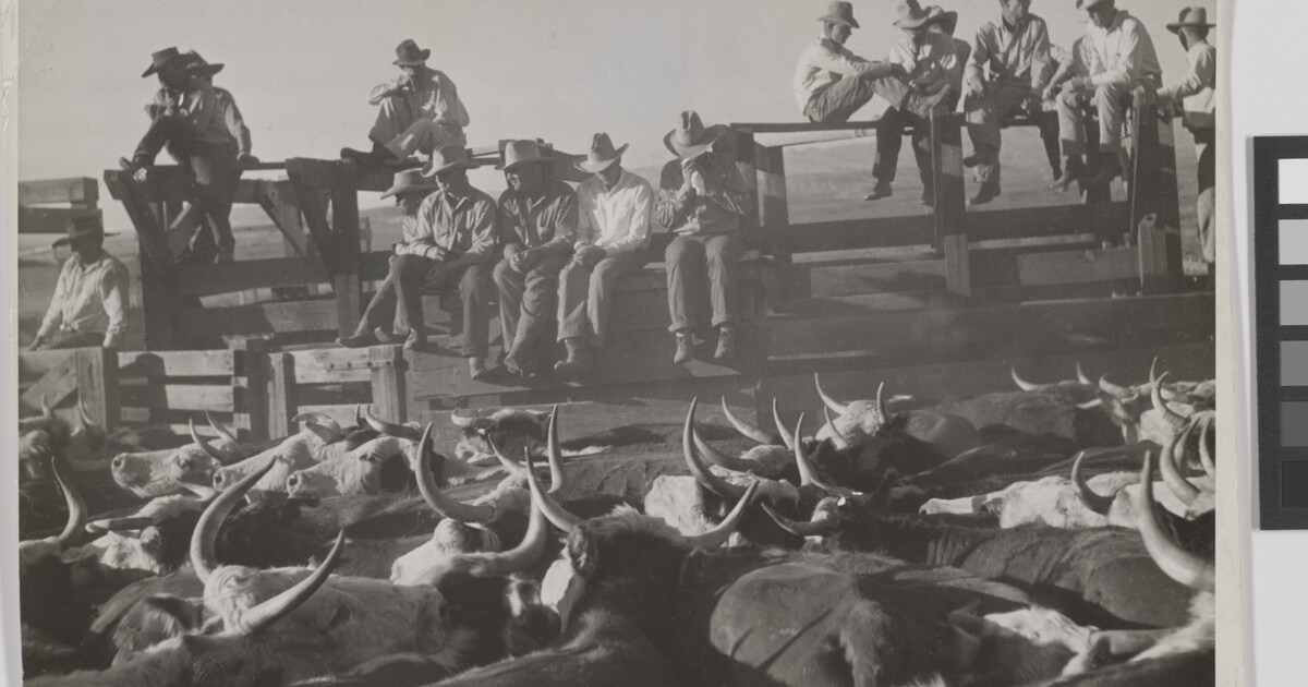 First Attempts at Presenting Indian Cattle at Auction, San Carlos