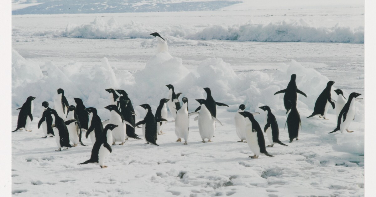 Dancing Adélie Penguins, McMurdo Sound, Antarctica, 1976  
